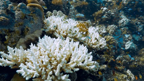 Coral Bleaching - Clip 42