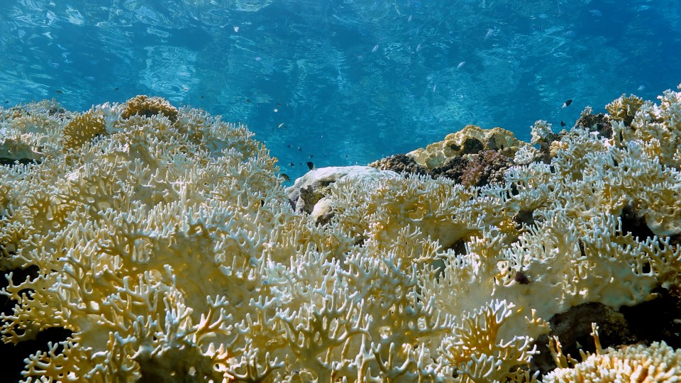 Coral Bleaching - Clip 50