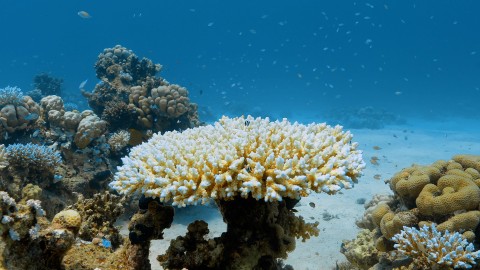 Coral Bleaching - Clip 56