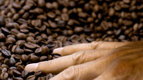 Coffee Plantation - Clip 50