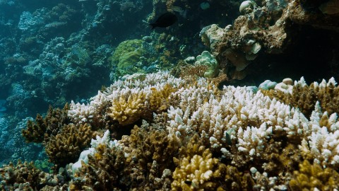 Coral Bleaching - Clip 62