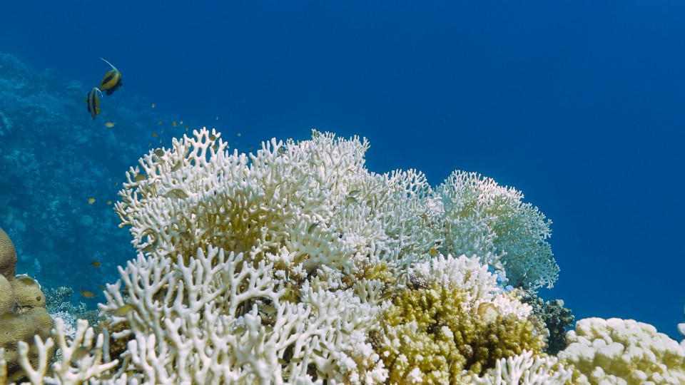 Coral Bleaching - Clip 64