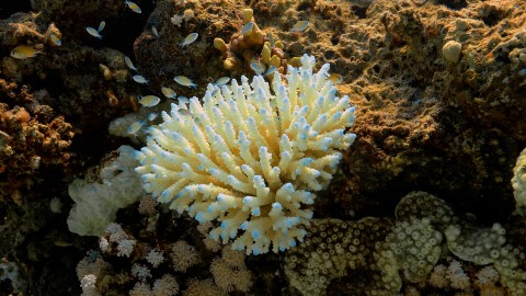 Coral Bleaching - Clip 70