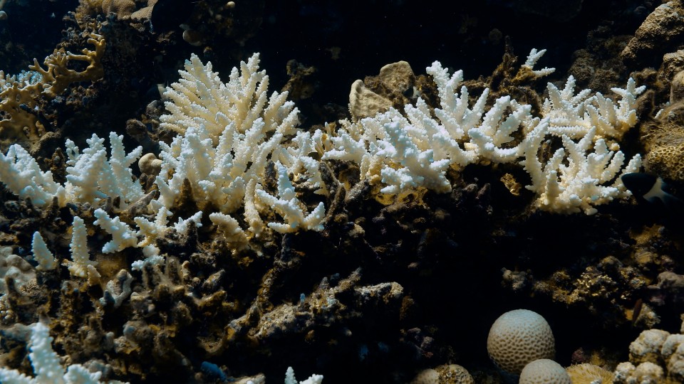 Coral Bleaching - Clip 72