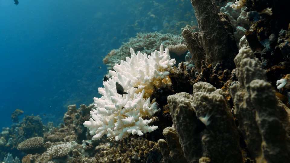 Coral Bleaching - Clip 73