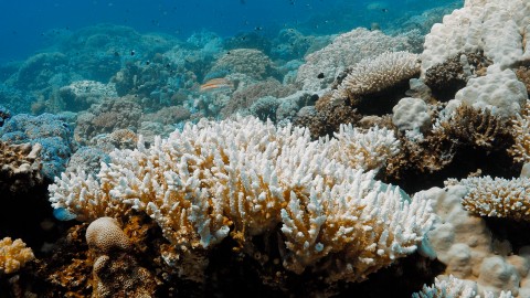 Coral Bleaching - Clip 75