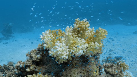 Coral Bleaching - Clip 77