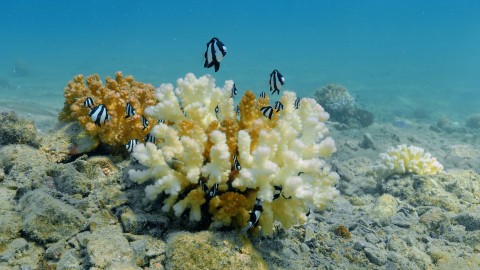 Coral Bleaching - Clip 78