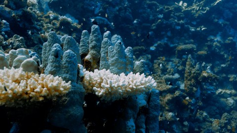 Coral Bleaching - Clip 82