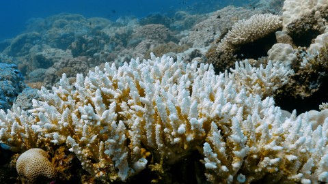 Coral Bleaching - Clip 92