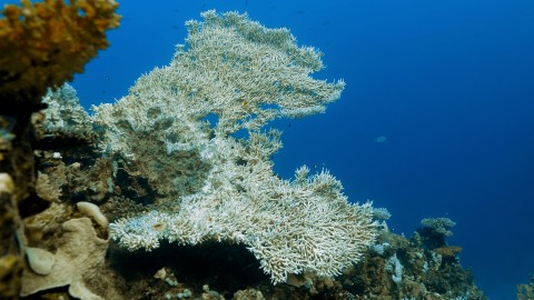 Coral Bleaching - Clip 95