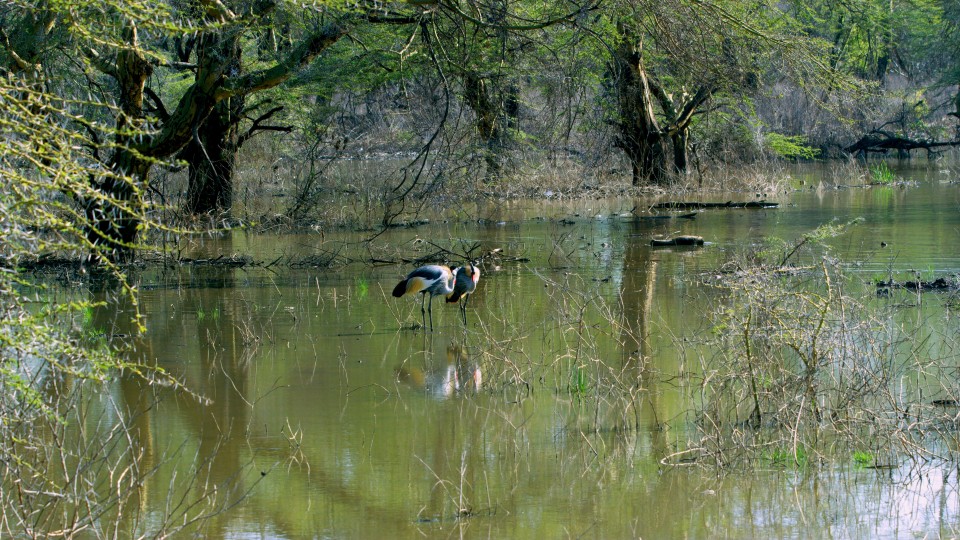 Birds of Africa - Clip 37