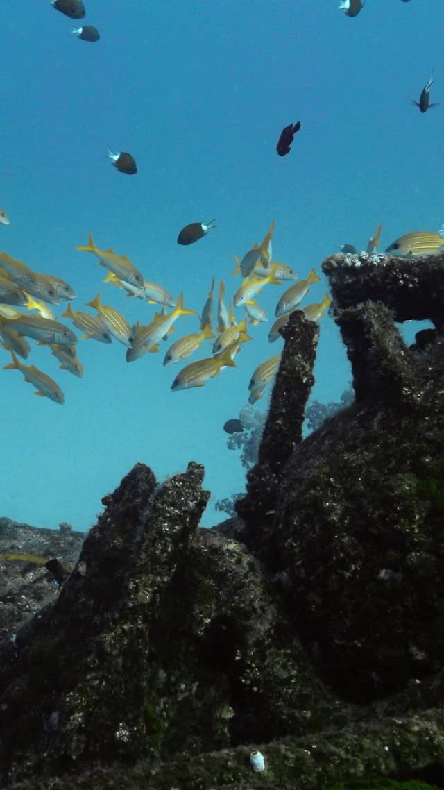 Wrecks and Caves - Clip 19