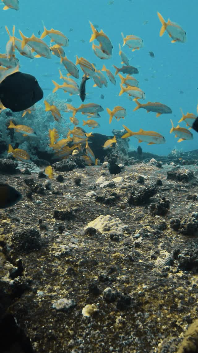 Wrecks and Caves - Clip 25