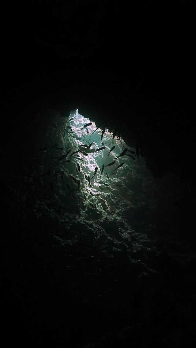 Wrecks and Caves - Clip 49