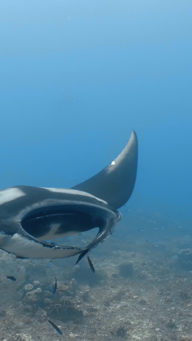 Oceanic Manta - Clip 1