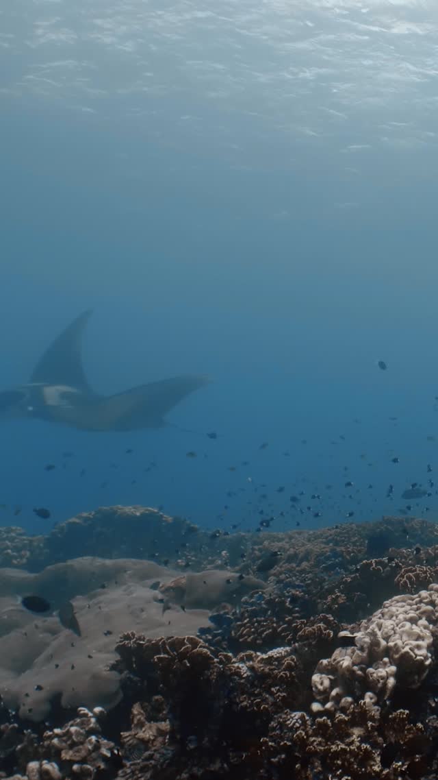 Oceanic Manta - Clip 10