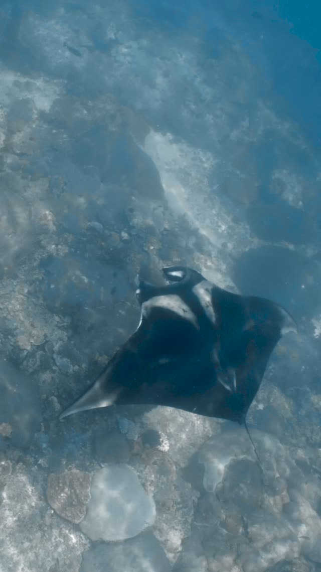 Oceanic Manta - Clip 11