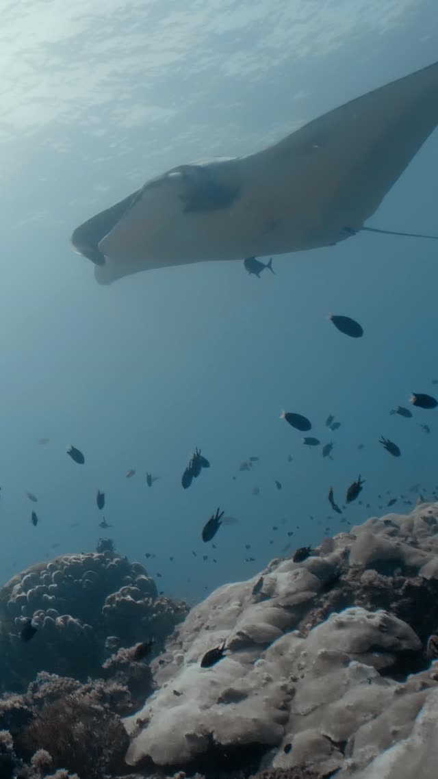 Oceanic Manta - Clip 17