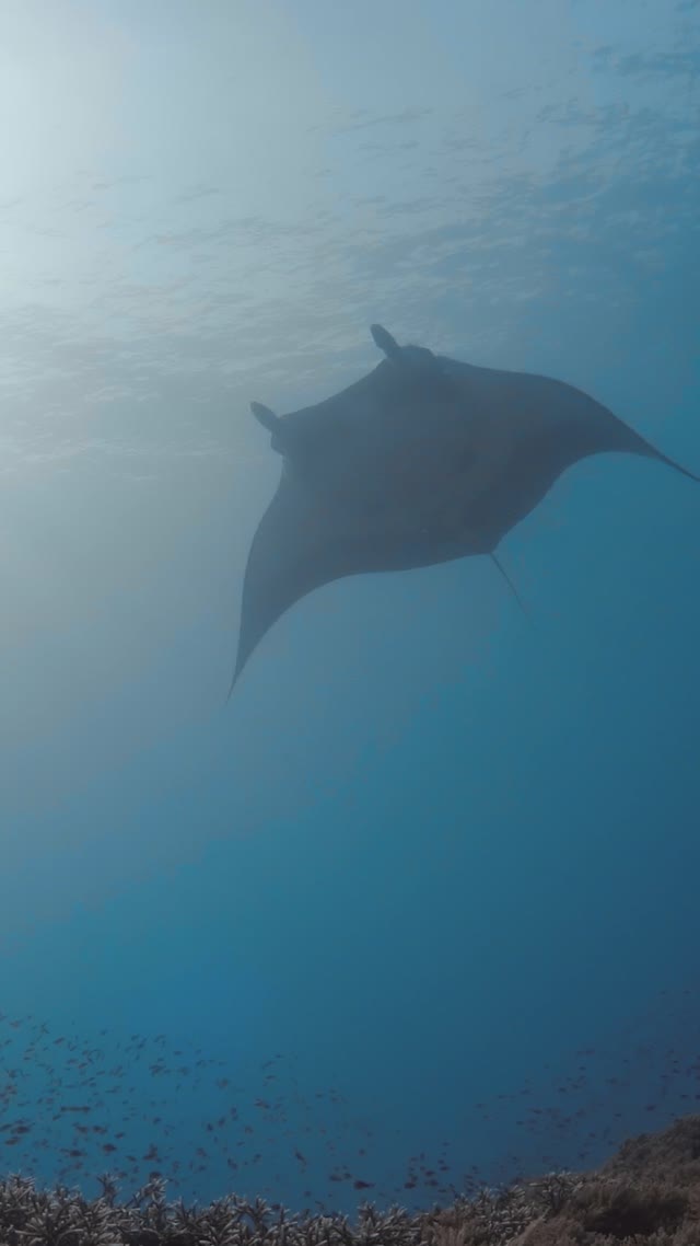 Oceanic Manta - Clip 3