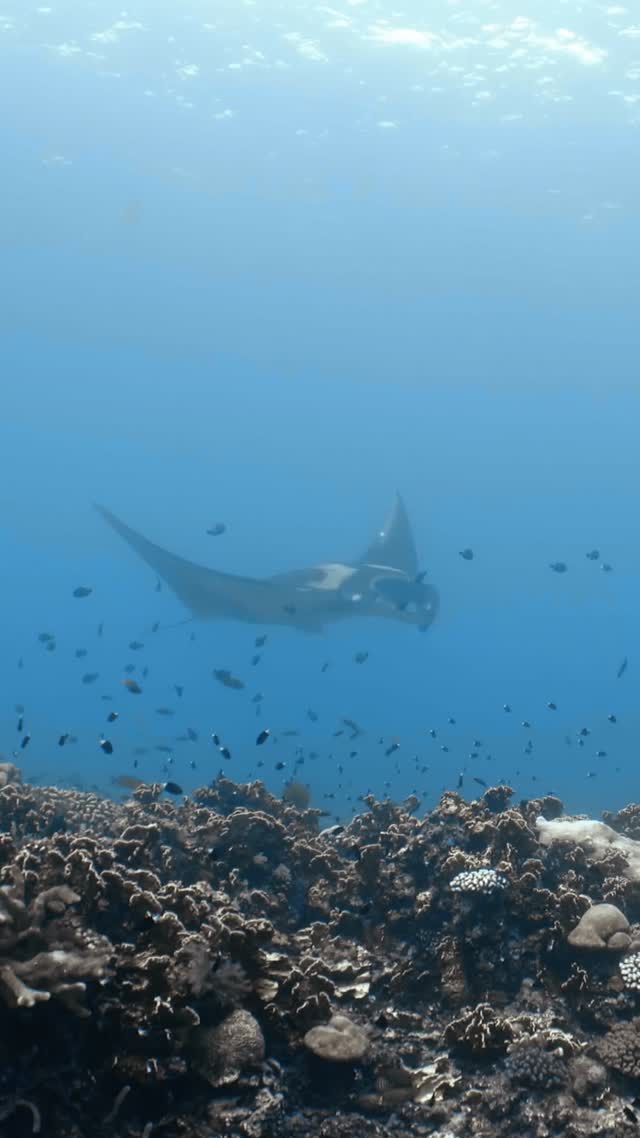 Oceanic Manta - Clip 31