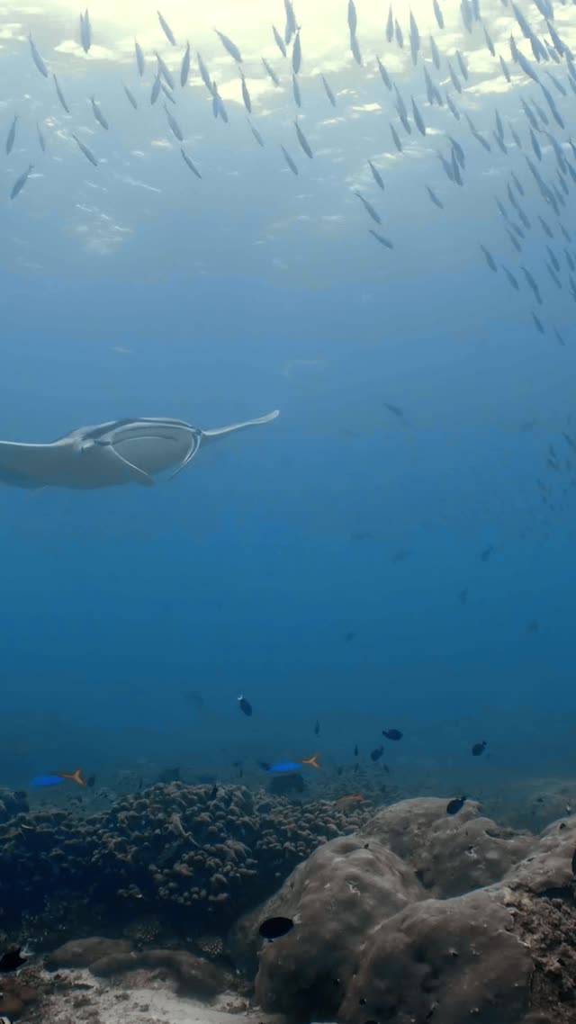 Oceanic Manta - Clip 32