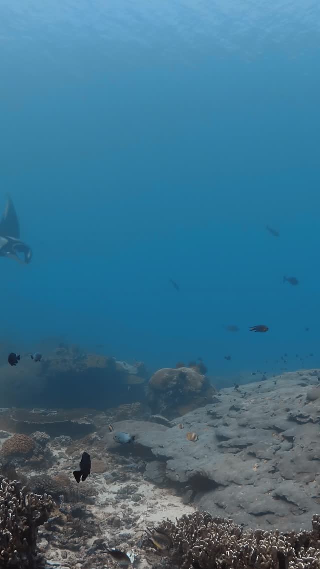 Oceanic Manta - Clip 34