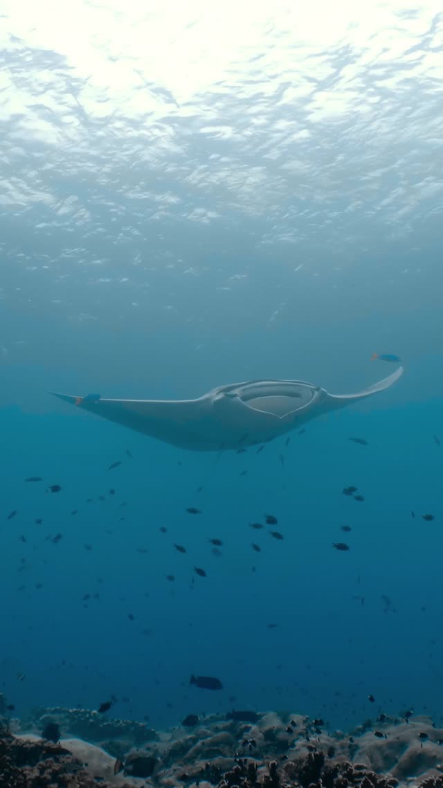 Oceanic Manta - Clip 37