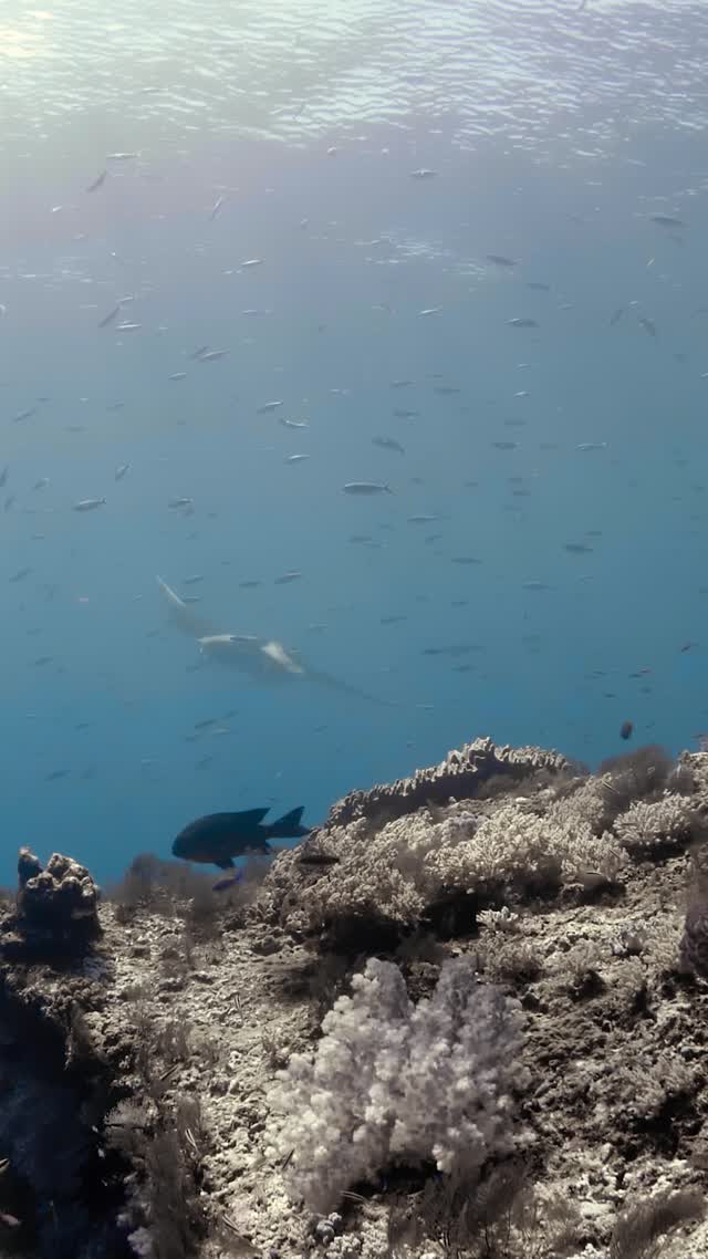 Oceanic Manta - Clip 39