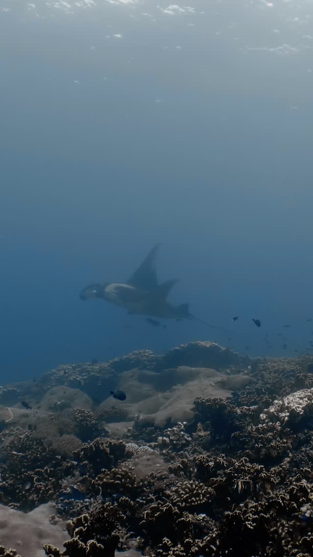 Oceanic Manta - Clip 41