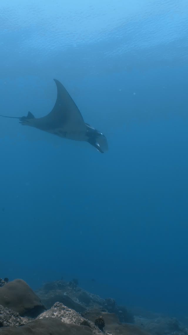 Oceanic Manta - Clip 42