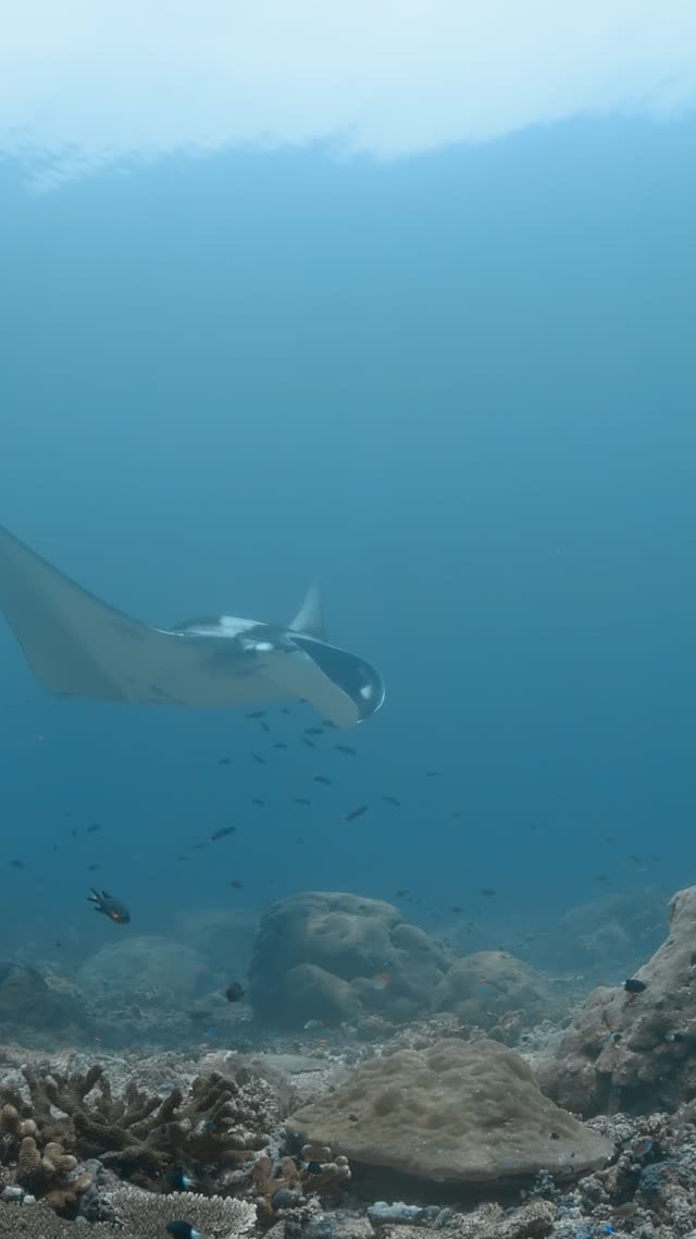 Oceanic Manta - Clip 43