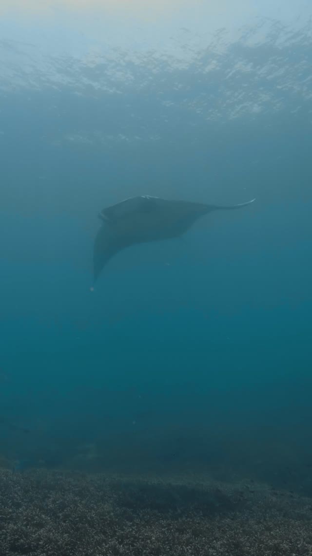 Oceanic Manta - Clip 44