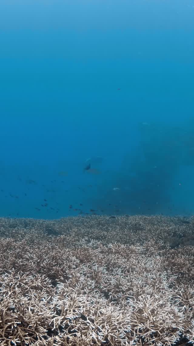 Oceanic Manta - Clip 45