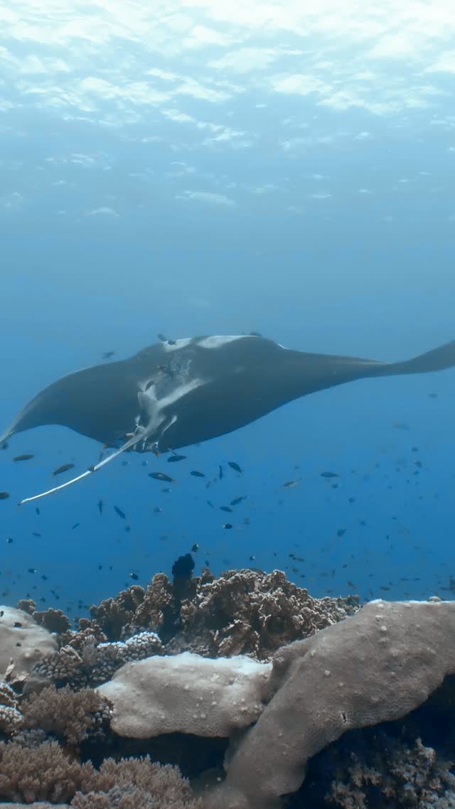 Oceanic Manta - Clip 5