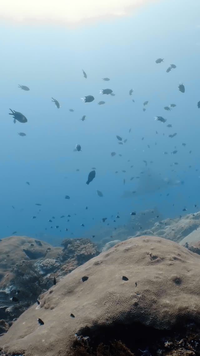 Oceanic Manta - Clip 6